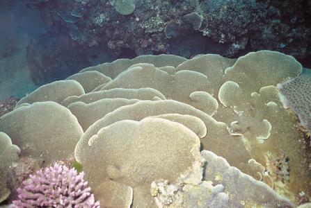 CotW: Podabacia crustacea