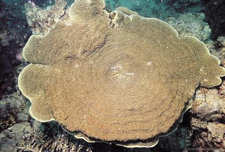 CotW: Podabacia crustacea