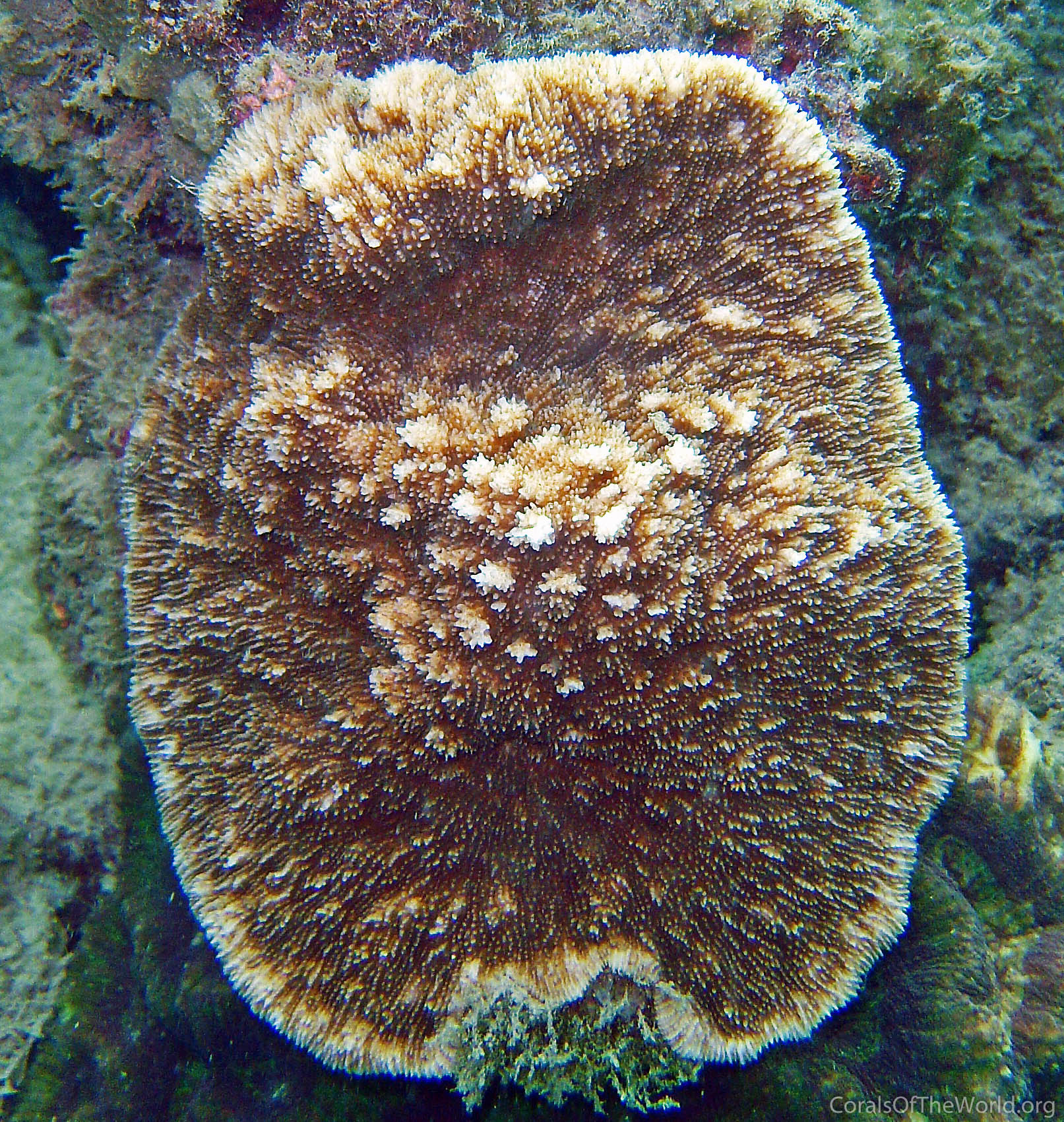 Image from Corals of the World: Podabacia lankaensis