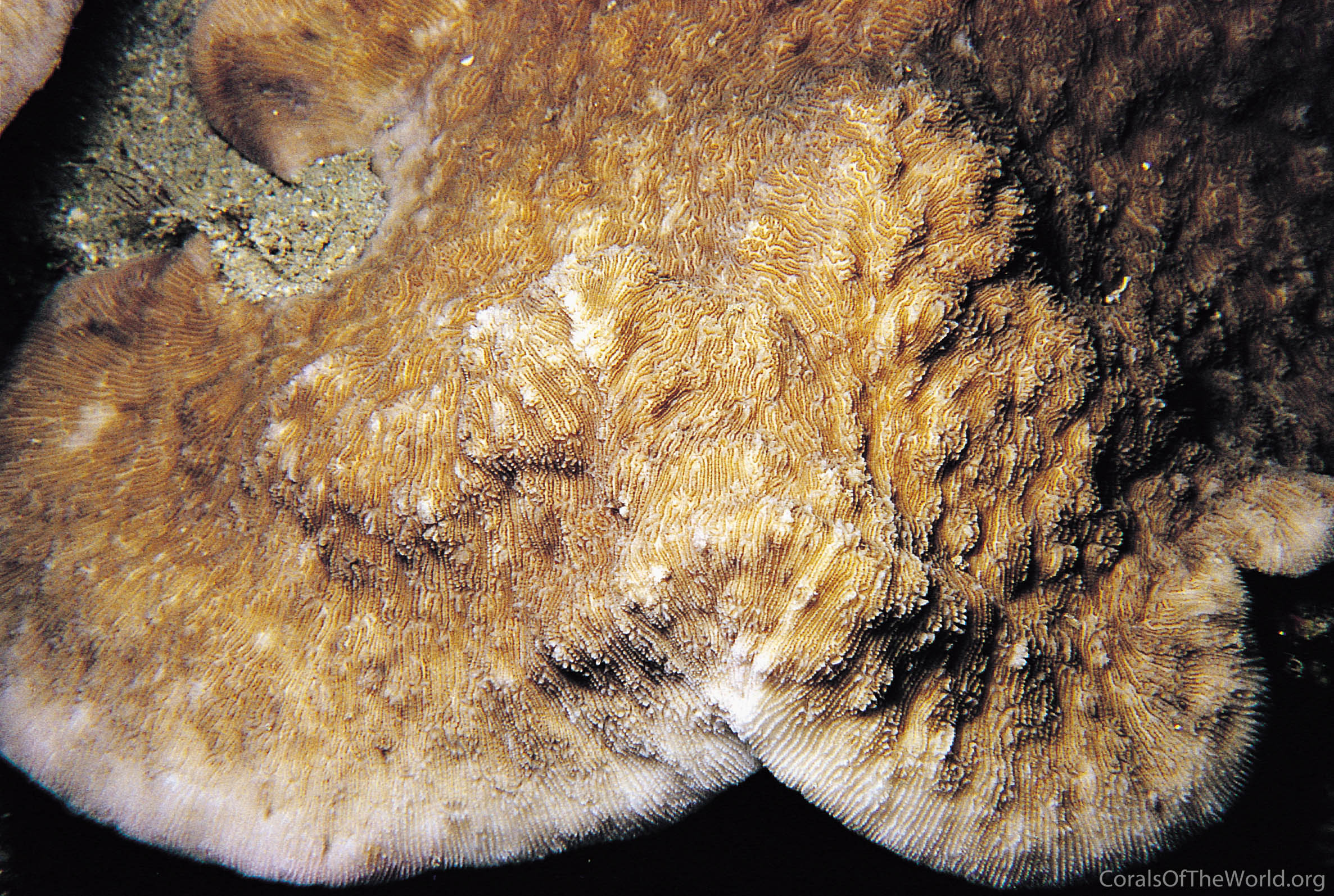 Image from Corals of the World: Podabacia motuporensis
