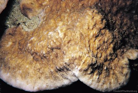 CotW: Podabacia motuporensis