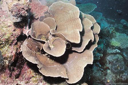 CotW: Podabacia motuporensis