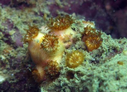 CotW: Polycyathus chaishanensis