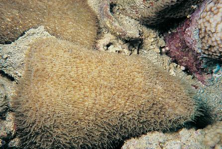 CotW preview: Polyphyllia novaehiberniae