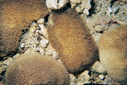 CotW preview: Polyphyllia novaehiberniae