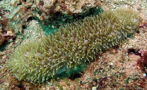 CotW: Polyphyllia talpina