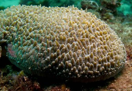 CotW: Polyphyllia talpina