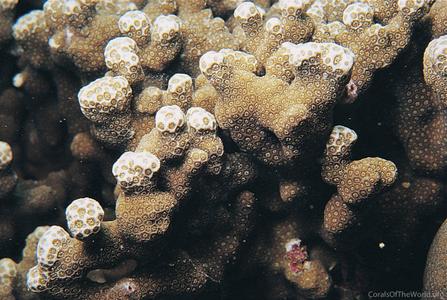 CotW preview: Porites annae
