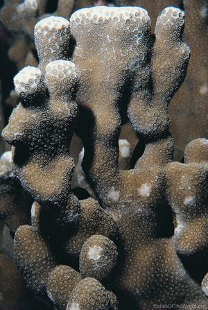 CotW preview: Porites annae
