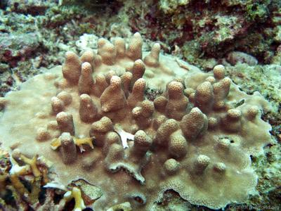 CotW: Porites annae