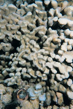 CotW: Porites annae
