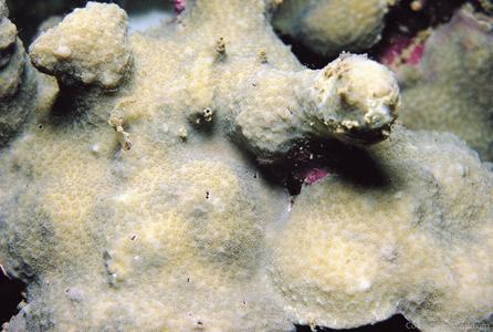 CotW preview: Porites aranetai