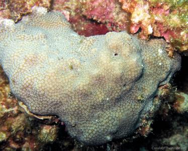 CotW: Porites aranetai