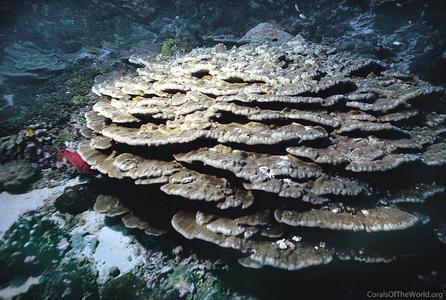 CotW preview: Porites arnaudi