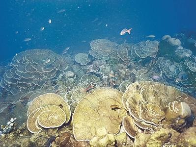 CotW: Porites arnaudi