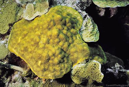 CotW preview: Porites astreoides