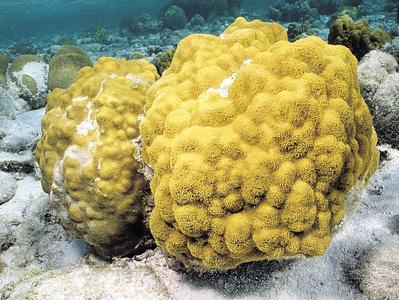 CotW: Porites astreoides