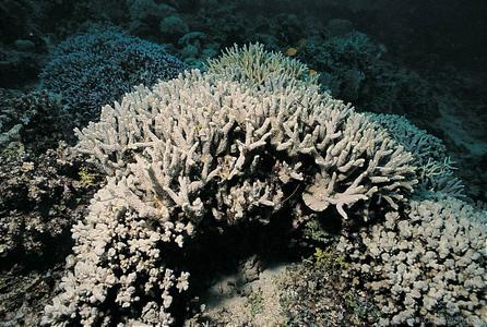 CotW preview: Porites attenuata