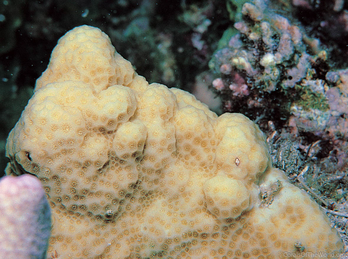 Image from Corals of the World: Porites australiensis