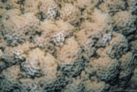 CotW: Porites australiensis