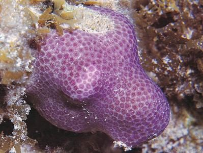 CotW: Porites branneri