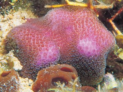 CotW: Porites branneri