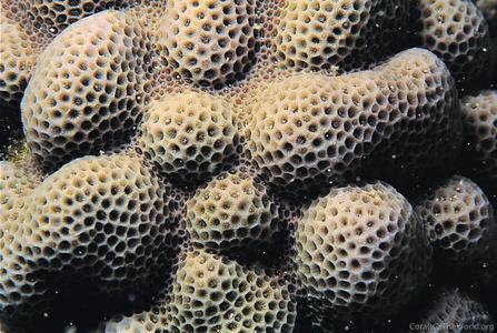 CotW preview: Porites brighami
