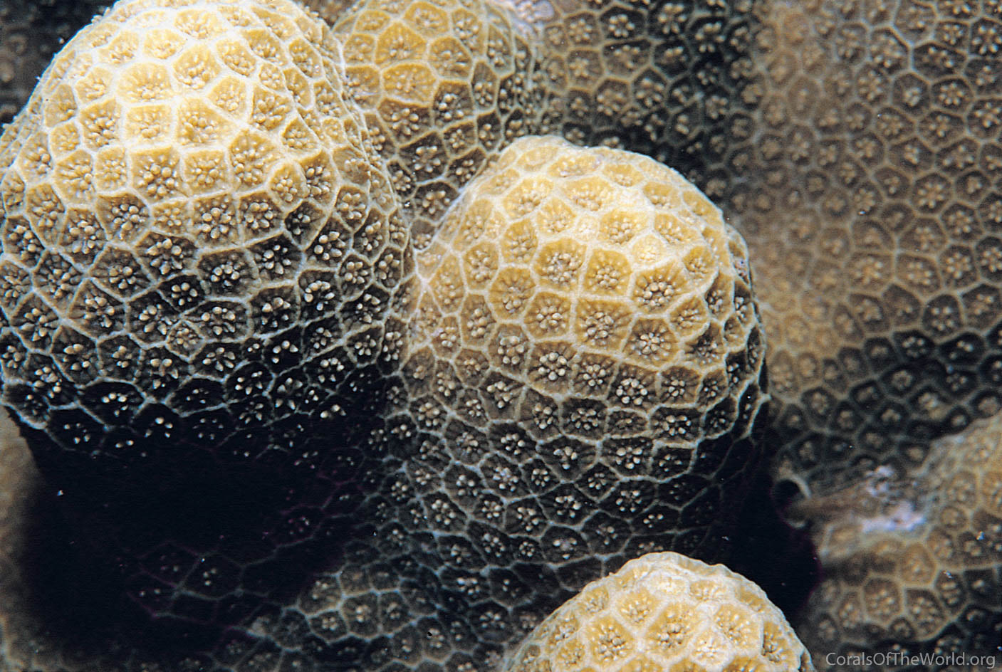 Image from Corals of the World: Porites cocosensis