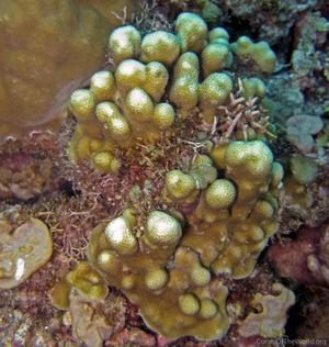 CotW preview: Porites cocosensis