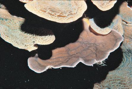 CotW preview: Porites colonensis