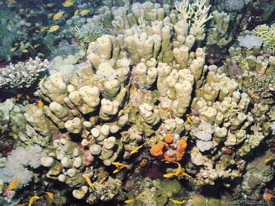 CotW: Porites columnaris