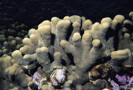 CotW: Porites compressa