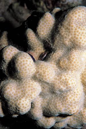 CotW preview: Porites cumulatus