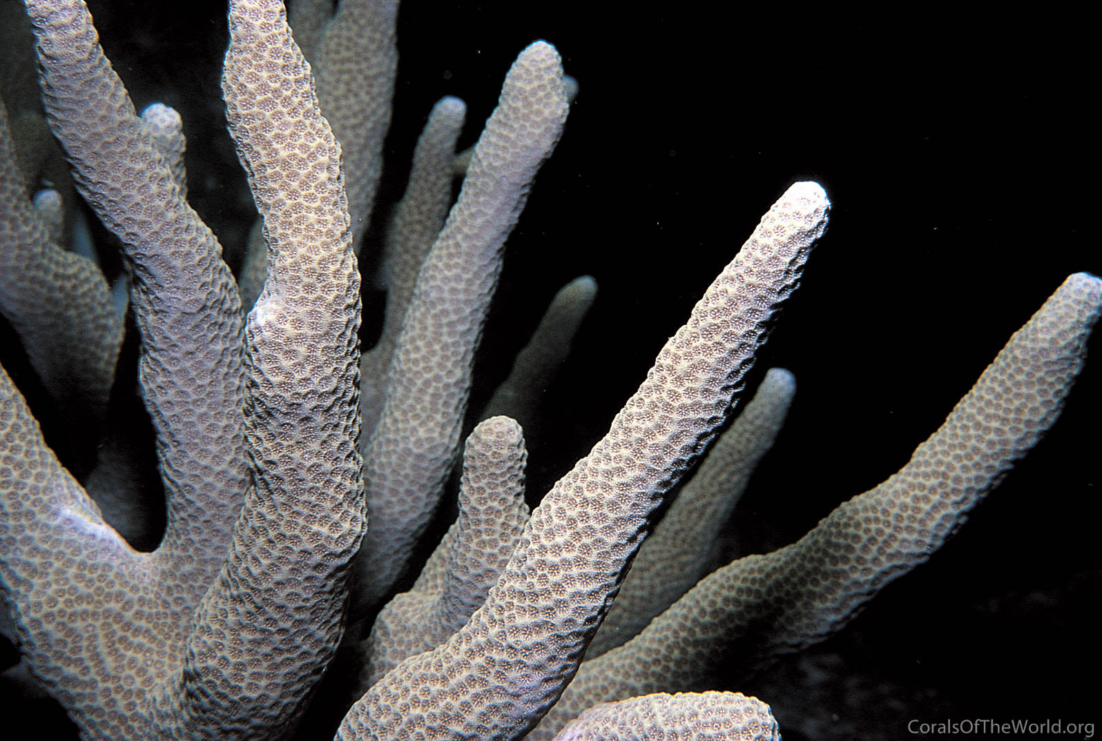 Porites cylindrica