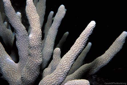 CotW: Porites cylindrica