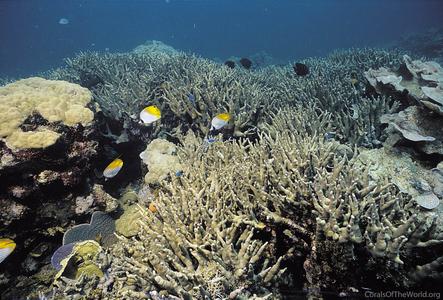 CotW: Porites cylindrica