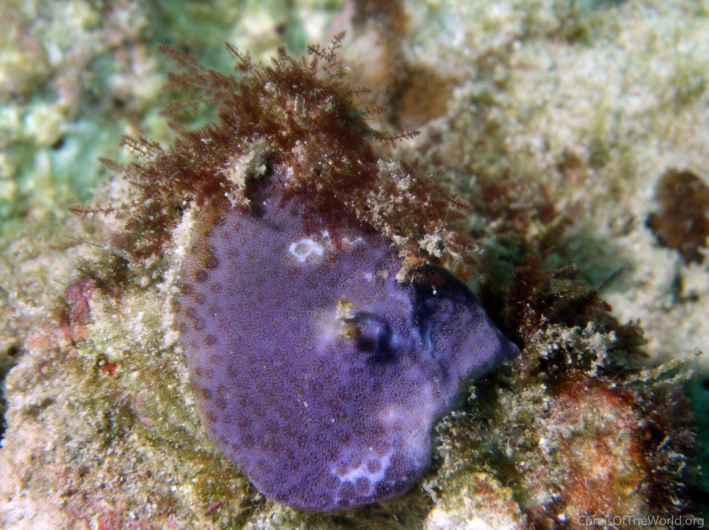 Porites decasepta