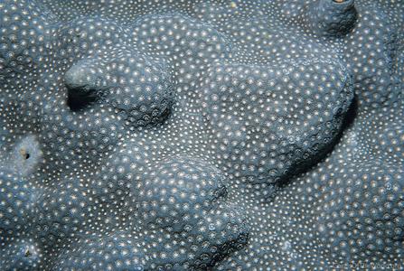 CotW: Porites densa