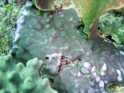 CotW: Porites densa