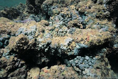 CotW preview: Porites desilveri