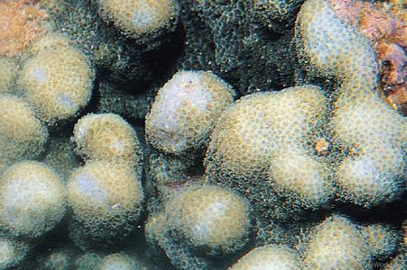 CotW: Porites desilveri