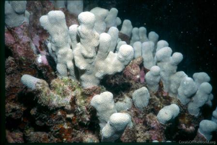 CotW: Porites duerdeni