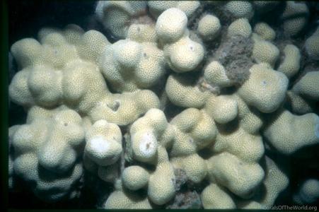 CotW: Porites duerdeni