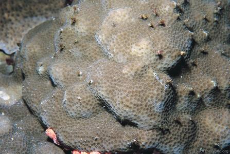 CotW preview: Porites echinulata