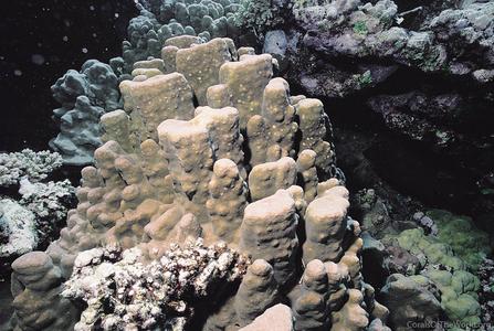 CotW preview: Porites echinulata
