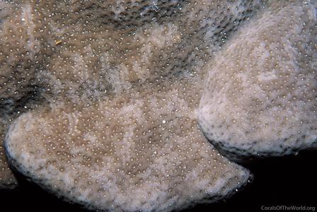 CotW: Porites echinulata