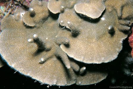 CotW preview: Porites eridani