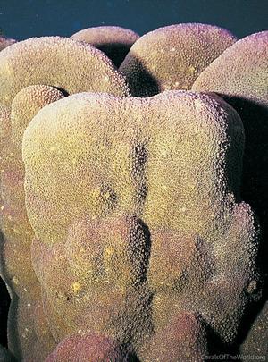 CotW preview: Porites evermanni