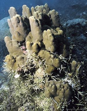 CotW preview: Porites evermanni