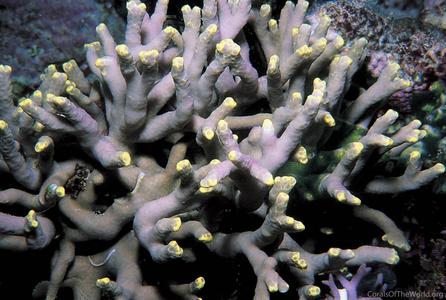 CotW preview: Porites flavus